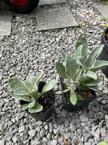 2xlychnis rose compion plants - 2xlychnis,