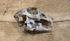 Genuine Scottish Highland