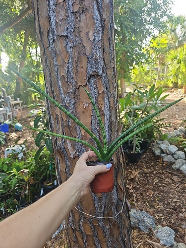 Baby sansevieria cylindrica - baby,