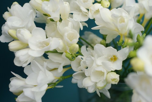 Freesia double white bulbs - white,