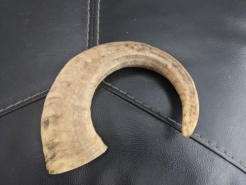 Rams horn for stick making - horn,