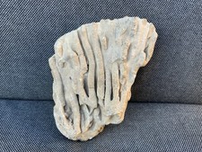 3D Fossil Coral Specimen