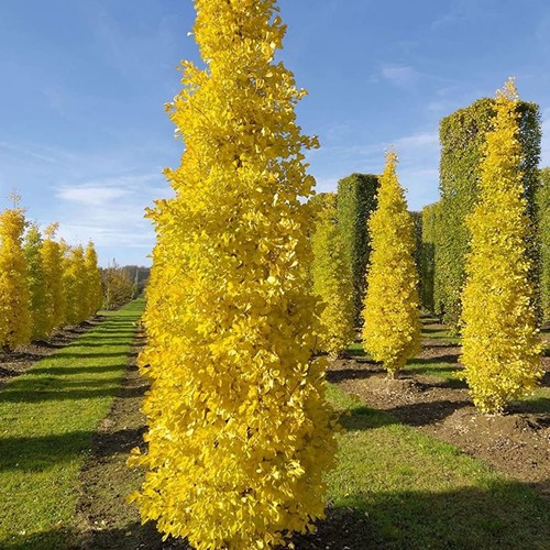 Ginkgo biloba fastigiata - biloba,