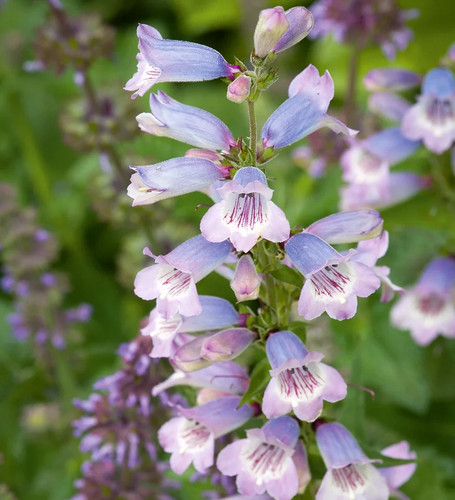 Penstemon stapleford gem - penstemon,
