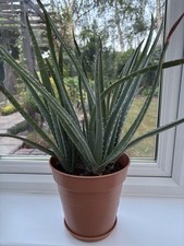 Aloe Vera Plant in pot - Grey Green Leaves, 3 Plants in Pot - Can Be Split
