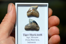 PAIR OF  RARE JAVAN TIGER SHARK TEETH, INDONESIAN ! , N15