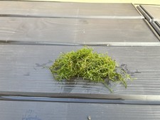 Java Moss 