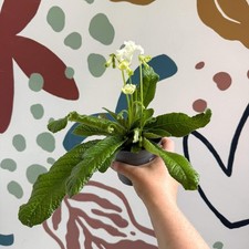 Streptocarpus ionantha 'Luna'