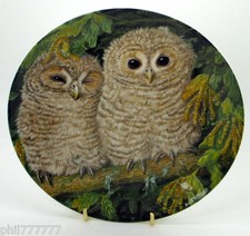 Tawny Owl Chicks ~ The Baby
