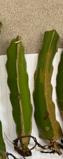 dragon fruit plant