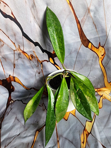 Hoya pubicalix new growing - pubicalix,,