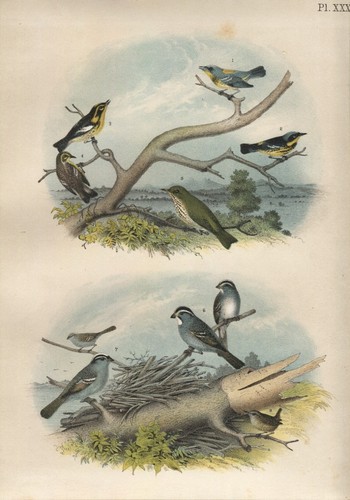Birds large chromolithography - birds,,