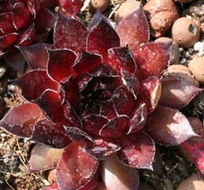 Sempervivum - Lynn - Drought