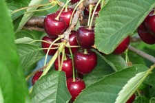 Dwarf Patio Kordia Cherry