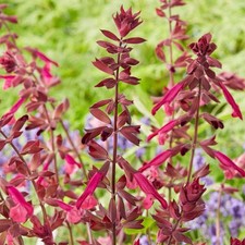 Salvia Love & Wishes | Garden Plant | Gorgeous Hardy Flowering Potted Perennial