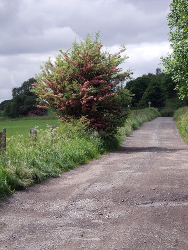 Photo hawthorn tree - photo,