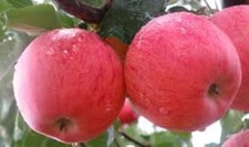 10 x Fruit seeds  Grow Your
