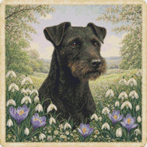Patterdale terrier puppy - terrier, dog