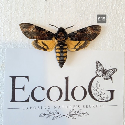 Acherontia atropos death head - acherontia,