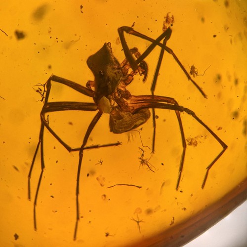 Spider burmese burmite - spider, in