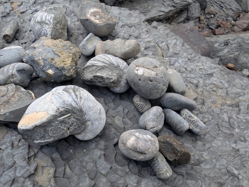 Mixed fossil lot yorkshire - mixed,