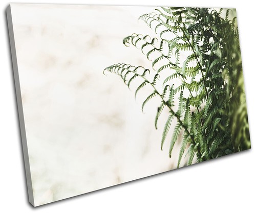 Botanical fern nature plant - nature,
