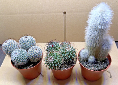 Cactus plant 5cm - in, pot