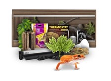 Swell reptiles leopard gecko - reptiles,