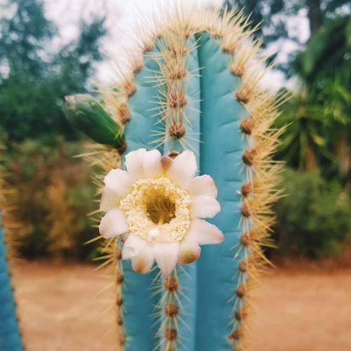 Blue torch cactus - torch,