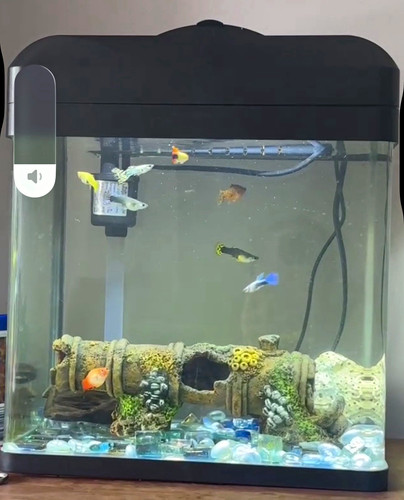 20l bowfront glass freshwater - 20l,