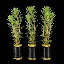 Pond Oxygenating Plants