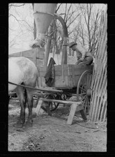 Unharnessing team of horses, Grundy County, Iowa 1940s Old Photo 4