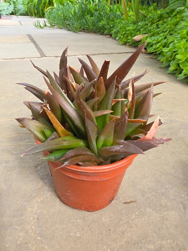 Aloe black gem potted - aloe, gem'