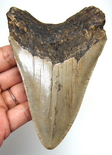 Megalodon shark tooth real - tooth,