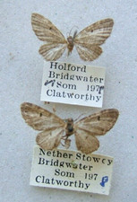 LING PUG E. goosensiata Somerset