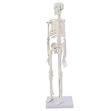 MIIRR Human Skeleton Anatomical Model, 17'' Mini Size Medical Skeleton Model with Movable Arms and Legs, Easy to Carry and Display for Anyone Study and Teaching