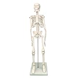 PHYSIQUE Mini Human Skeleton Model - Human Body Skeleton, Perfect for Anatomy Classes, Realistic and Flexible, 42cm Tall