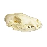 Natural Fox Skull Specimen Taxidermy Animal Bones Real Skulls Skeleton Decor, for Collections, Home Decor, Science Education