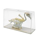 Animal Skull Model - Pigeon Skeleton Specimen - for Taxidermy Supplies Art Bone Vet Medicine Office Bar Decoration Collection