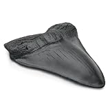 Carcharodon Megalodon Giant Shark Tooth with Serrations,Suitable for Museums, Schools, Home Collections (5.5 inch, Black)