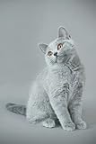 British shorthair kitten notebook: British blue cat journal