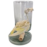 FHUILIJH Real Parrot Bones Specimen Taxidermy Real Animals Skulls Supplies Art Bone Vet Medicine 1:1 Animal Bones,White,15cm