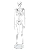 QWORK® skeleton model, 85cm, human skeleton anatomical model, flexible, for medical education display tool