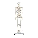 Elementary Anatomy - Buddy the Budget Skeleton - Human Skeleton Model - Life-Size Skeleton 175 cm – includes Two Human Anatomy Posters and Stand