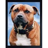 Faithful Friends DOG 3D FRIDGE MAGNET STAFORDSHIRE BULL TERRIER RED