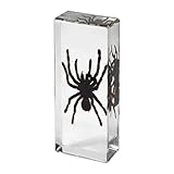 Real Insect Specimens in Resin Paperweight Crafts, Animal Taxidermy Collection for Science Education & Desk Ornament(Bird catching)