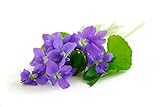 Devon Violet Fragrance Oil - 10ml Bottle - Concentrated for Candles, Soaps, Oil Burners, Wax Melts and Fragrance Sprays