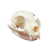 Natural Cat Skull Specimen, Taxidermy Animal Bones, Resin Skulls Skeleton Decor, for Science Education, Understanding Animal Skull Structure and Collections