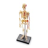 Learning Resources Skeleton Model, Miniature Model, Easy to Manipulate, 41-Piece Model, Ages 8 Plus Multi-color, 9.2 inches tall