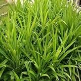 New Fresh 80pcs Pandan Plant Seeds